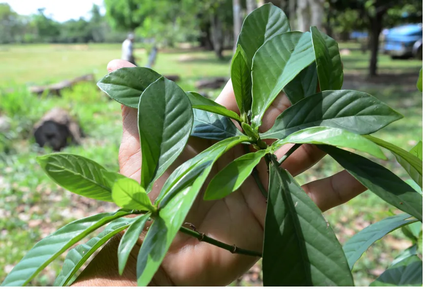 Explorando os Mistérios da Ayahuasca: Estudo Britânico Revela Impactos Cerebrais Profundos